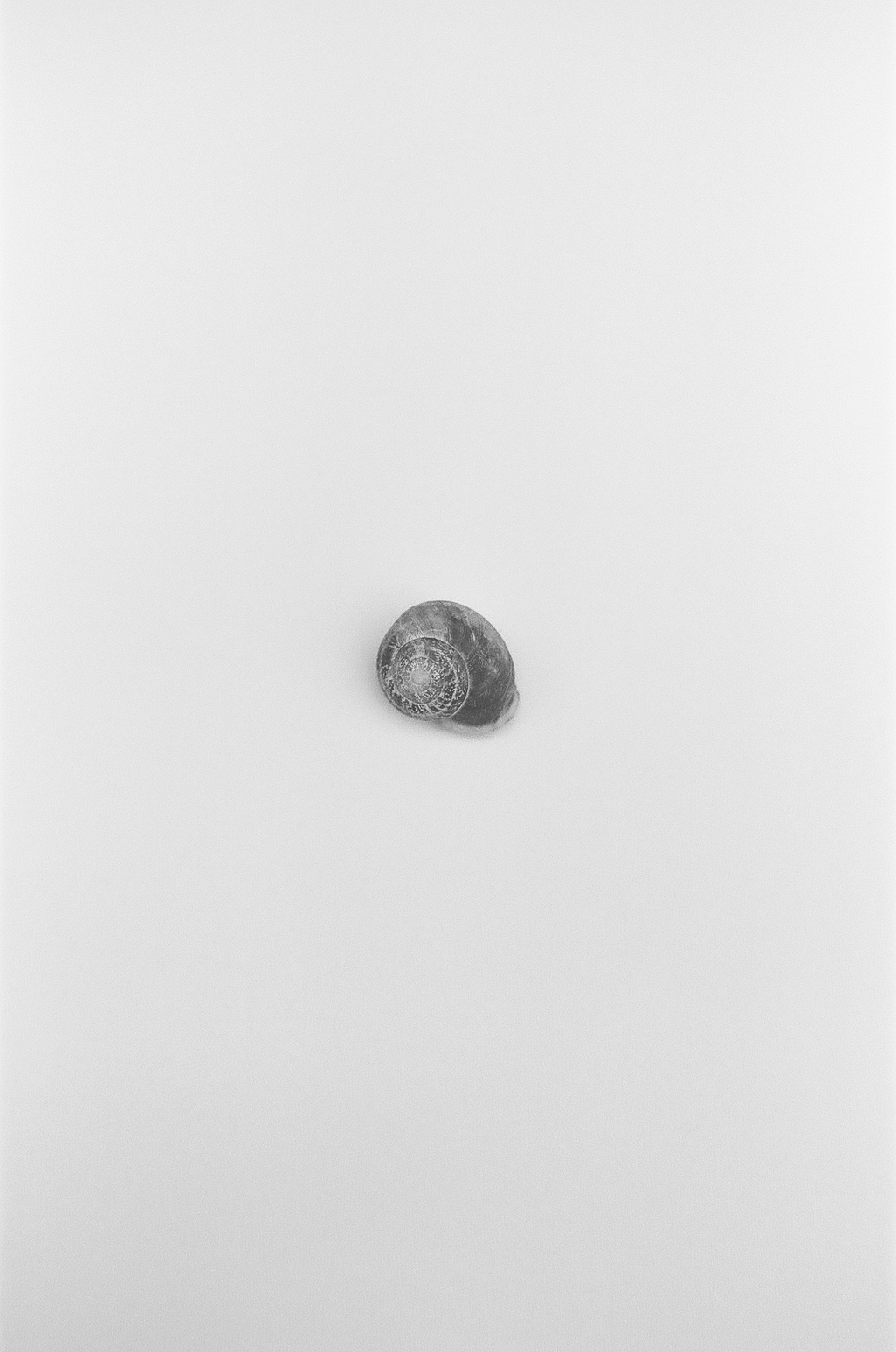 Dana Engfer - Schneckenhaus-Sammlung (Detail), 2021 — 2023, Courtesy of the Artist